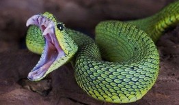 娱乐吃瓜酱大胖蛇,揭秘娱乐圈背后的秘密与趣闻